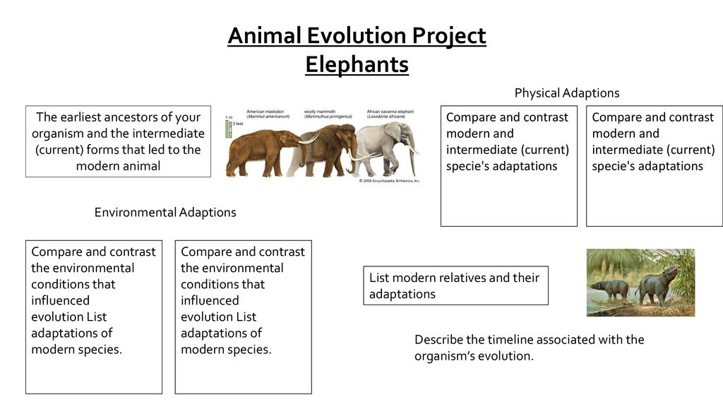 Animal Evolution Project - ppt download