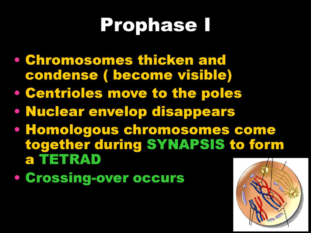 ppt download Biology Diagrams