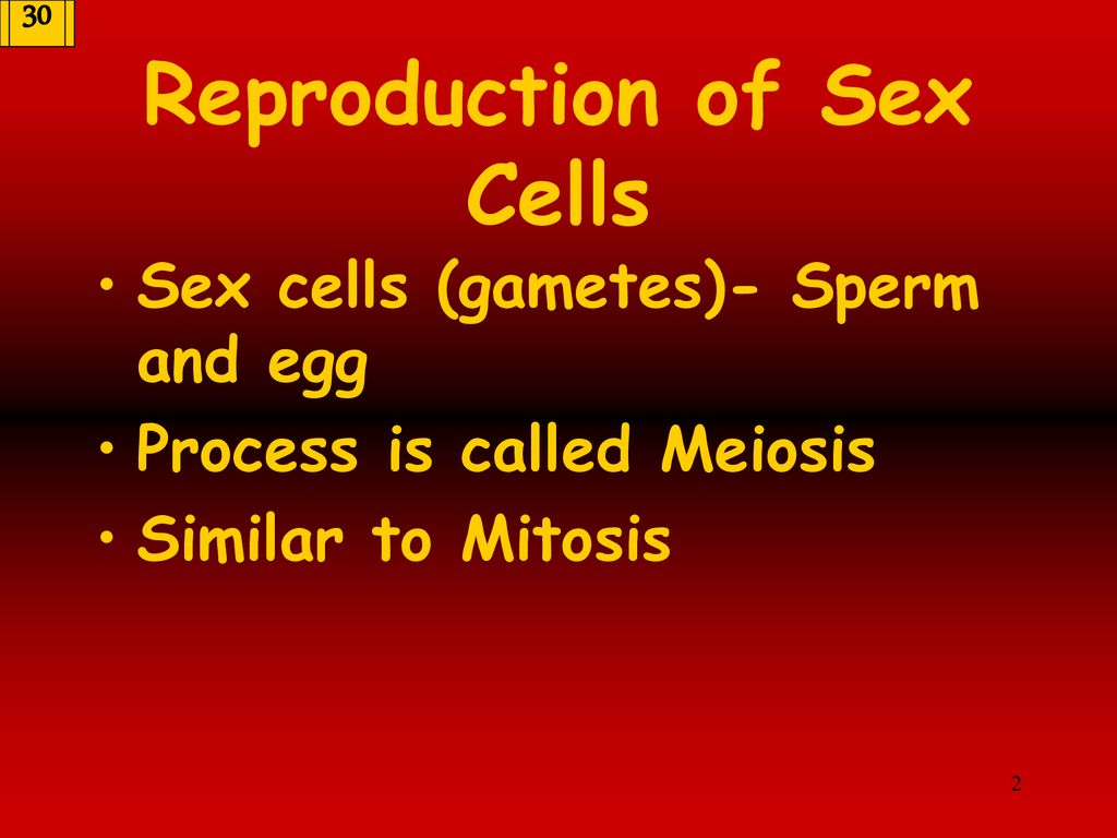 Meiosis Gamete Formation Ppt Download