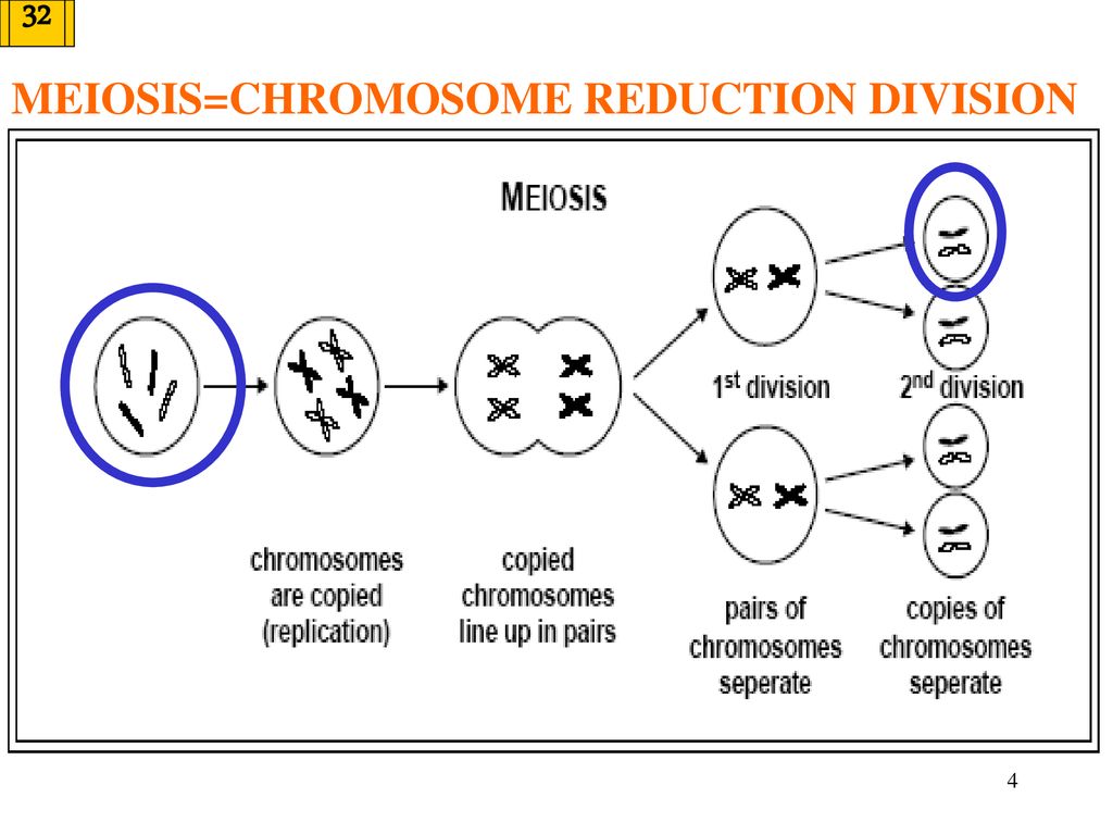 Meiosis (Gamete formation) Biology Diagrams