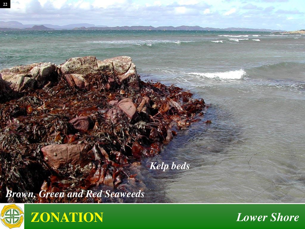 22 Kelp beds Brown, Green and Red Seaweeds ZONATION Lower Shore