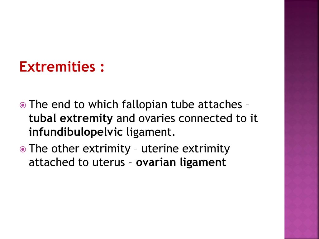 Extremities : The end to which fallopian tube attaches – tubal extremity and ovaries connected to it infundibulopelvic ligament.
