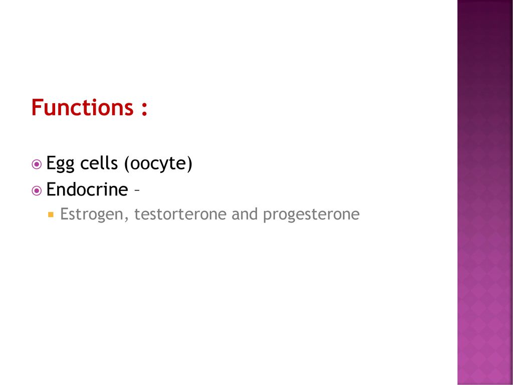 Functions : Egg cells (oocyte) Endocrine –