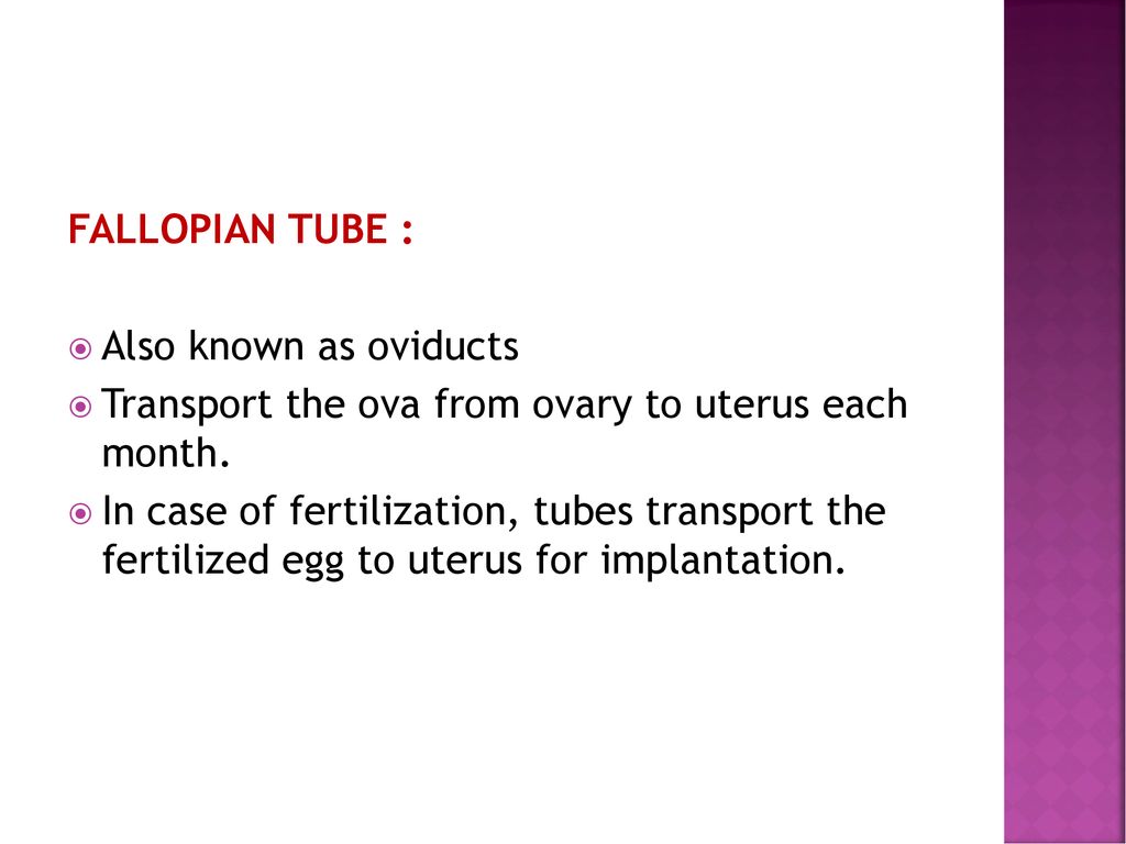FALLOPIAN TUBE : Also known as oviducts. Transport the ova from ovary to uterus each month.