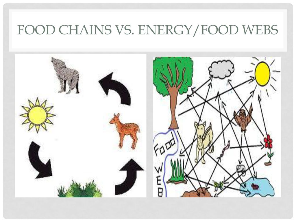 Giraffe Food Web Biology Diagrams