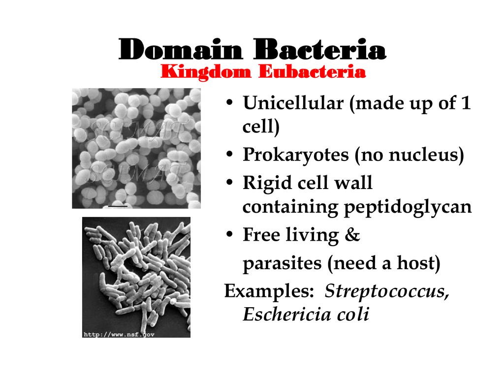 Kingdoms Domains 5 16 Ppt Download