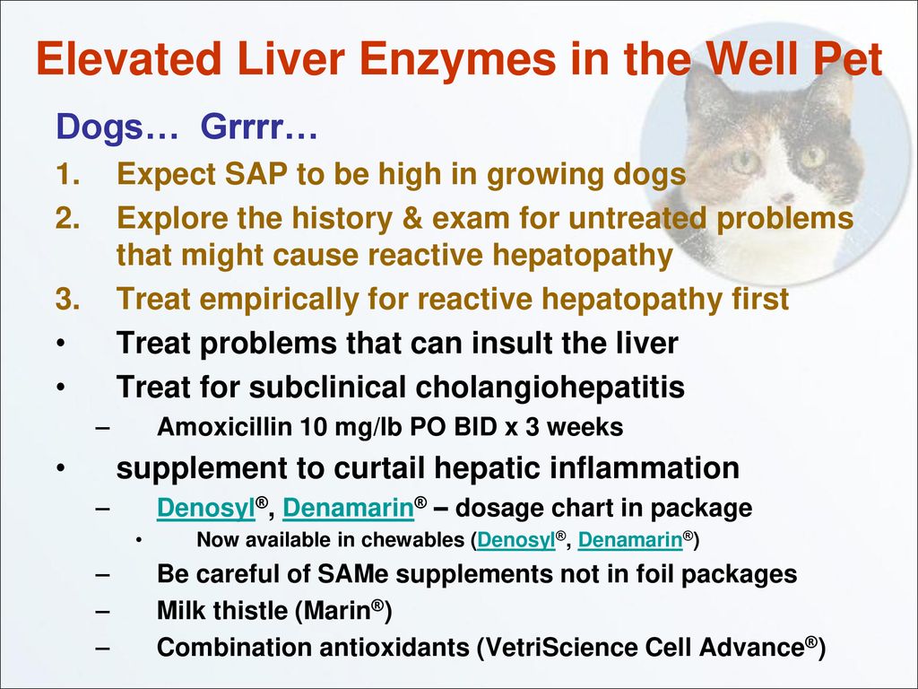 why would a dogs liver enzymes be high