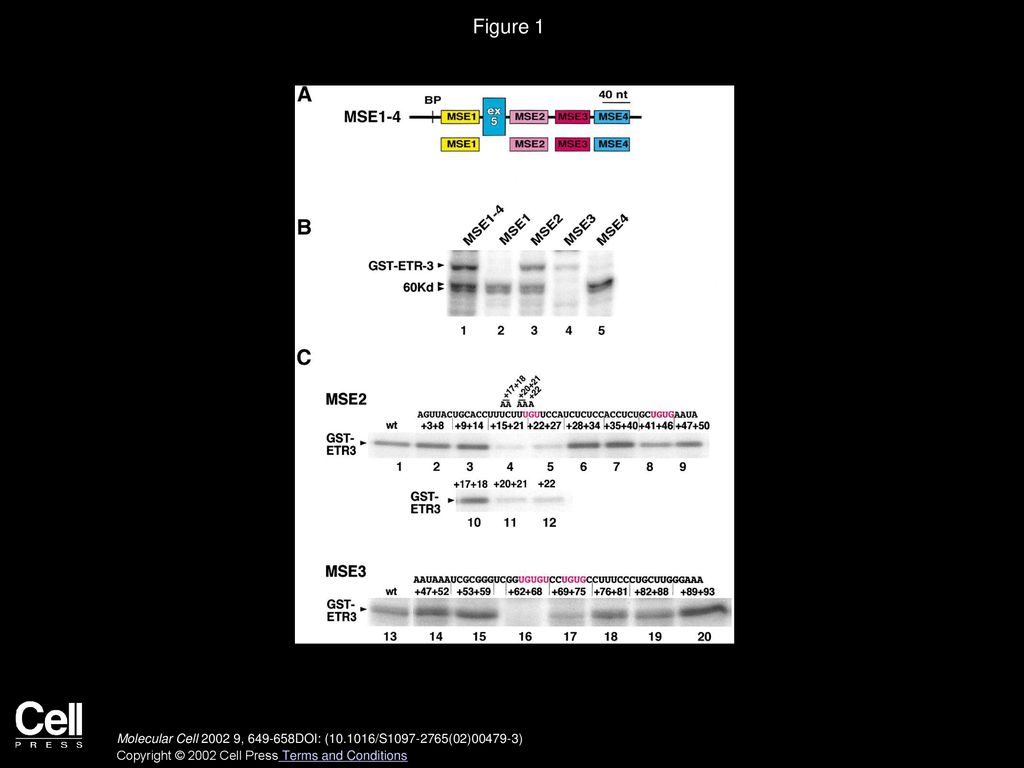 Figure 1 ETR-3 Binds to U/G Dinucleotide Motifs in cTNT MSE2 and MSE3
