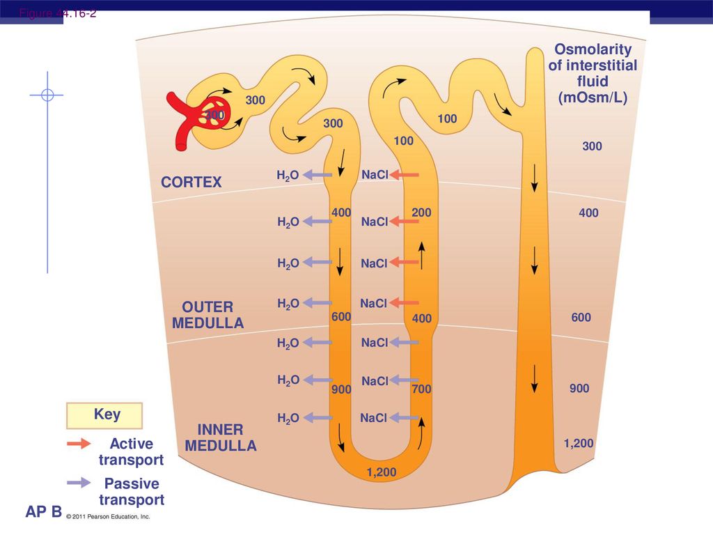 Regulating the Internal Environment - ppt download