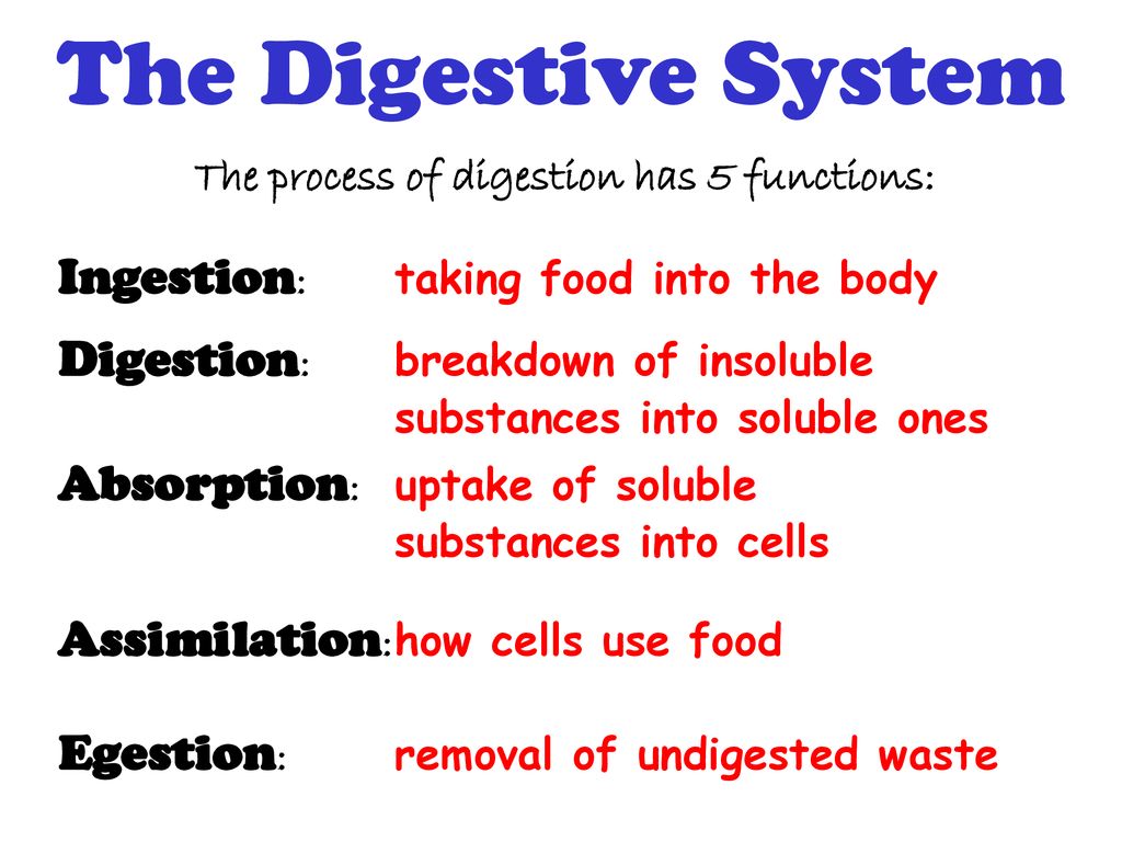 Digestion. - ppt download