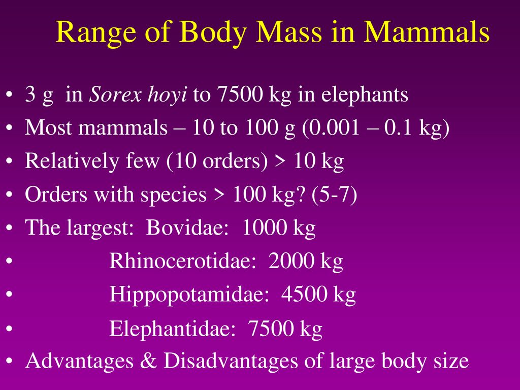 PROBOSCIDEA and the Subungulate Radiation - ppt download