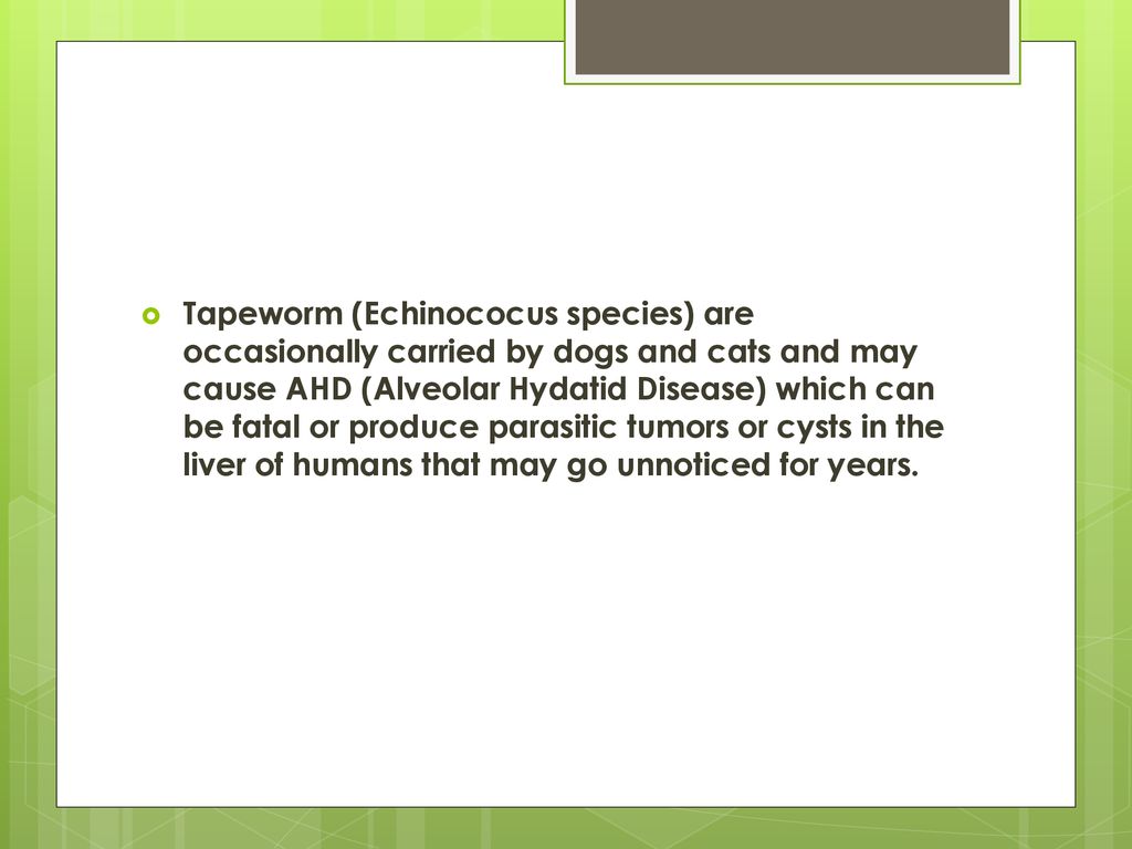 Tapeworm (Echinococus species) are occasionally carried by dogs and cats and may cause AHD (Alveolar Hydatid Disease) which can be fatal or produce parasitic tumors or cysts in the liver of humans that may go unnoticed for years.