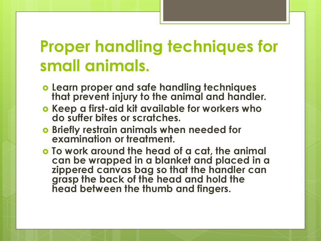 Proper handling techniques for small animals.