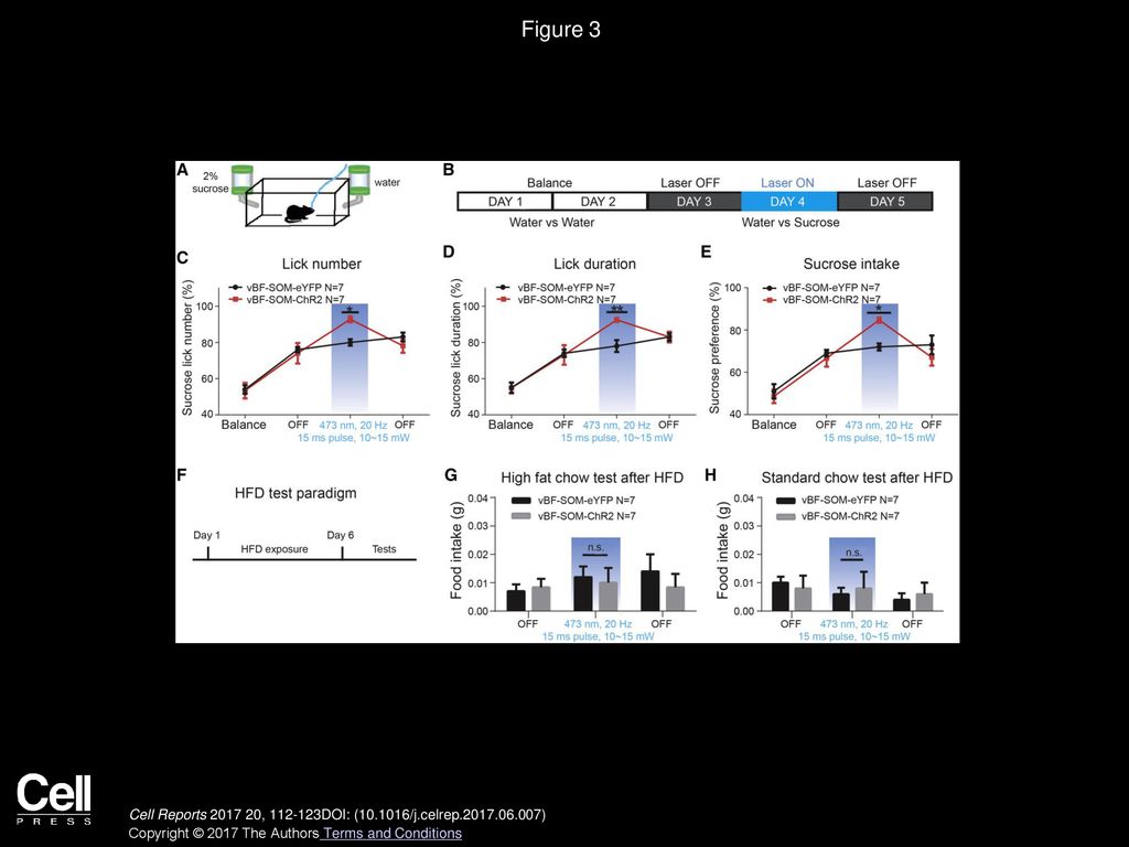 Figure 3 Optogenetic Stimulation of vBF SOM Neurons Also Increases Sucrose Intake.
