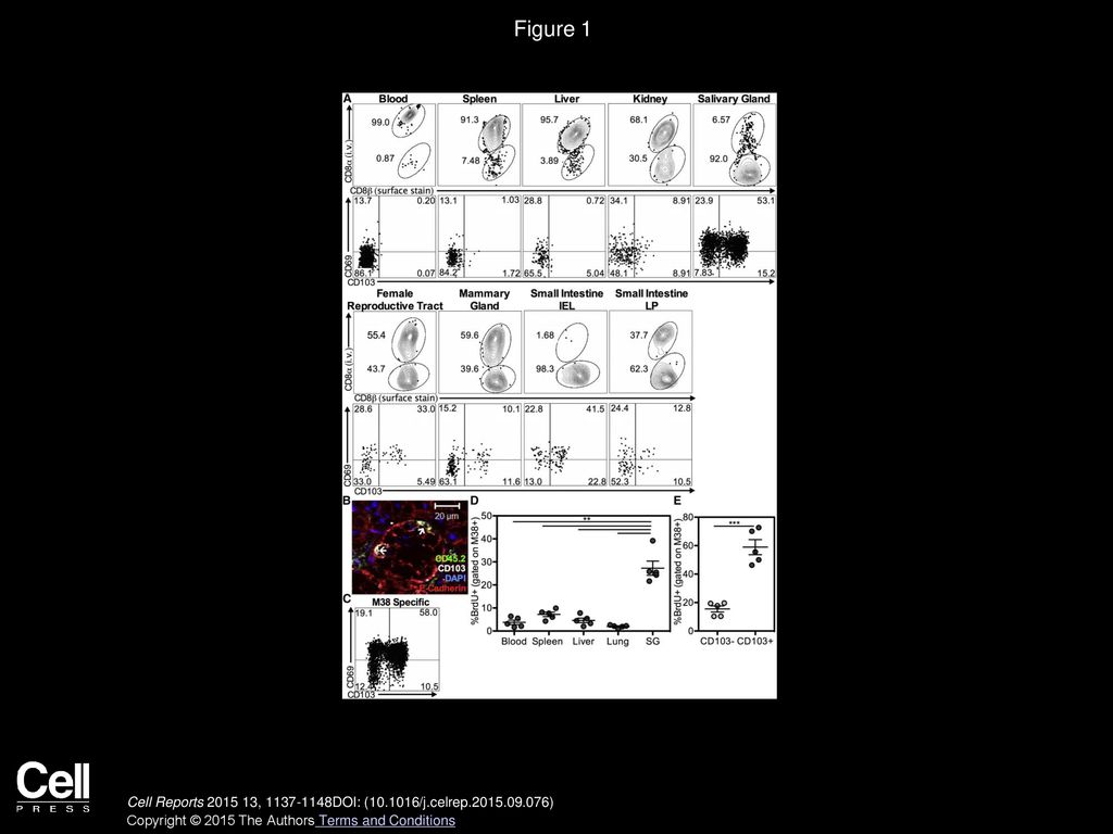 Figure 1 MCMV-Specific CD8s Become TRM in the Salivary Gland and Other Mucosal Sites.
