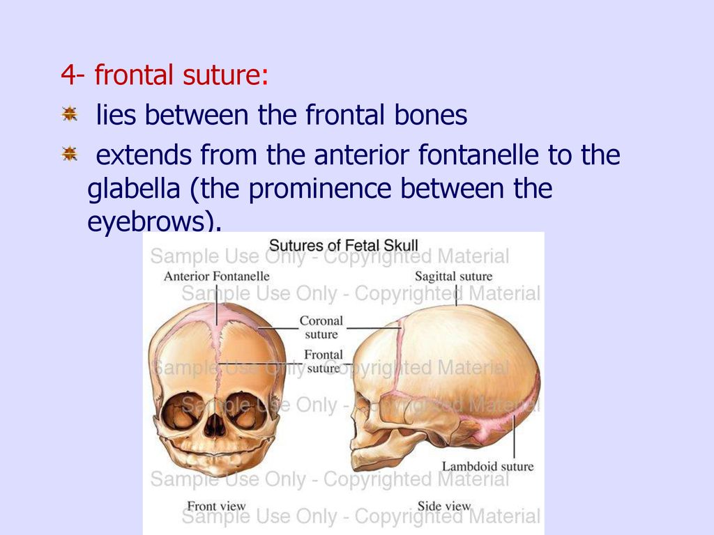 4- frontal suture: lies between the frontal bones.