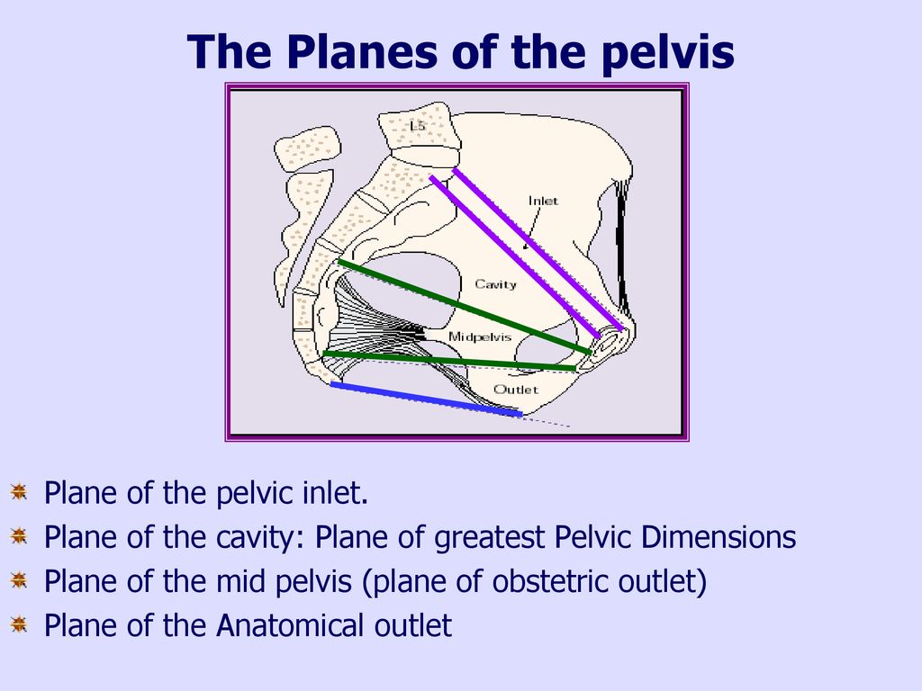 The Planes of the pelvis