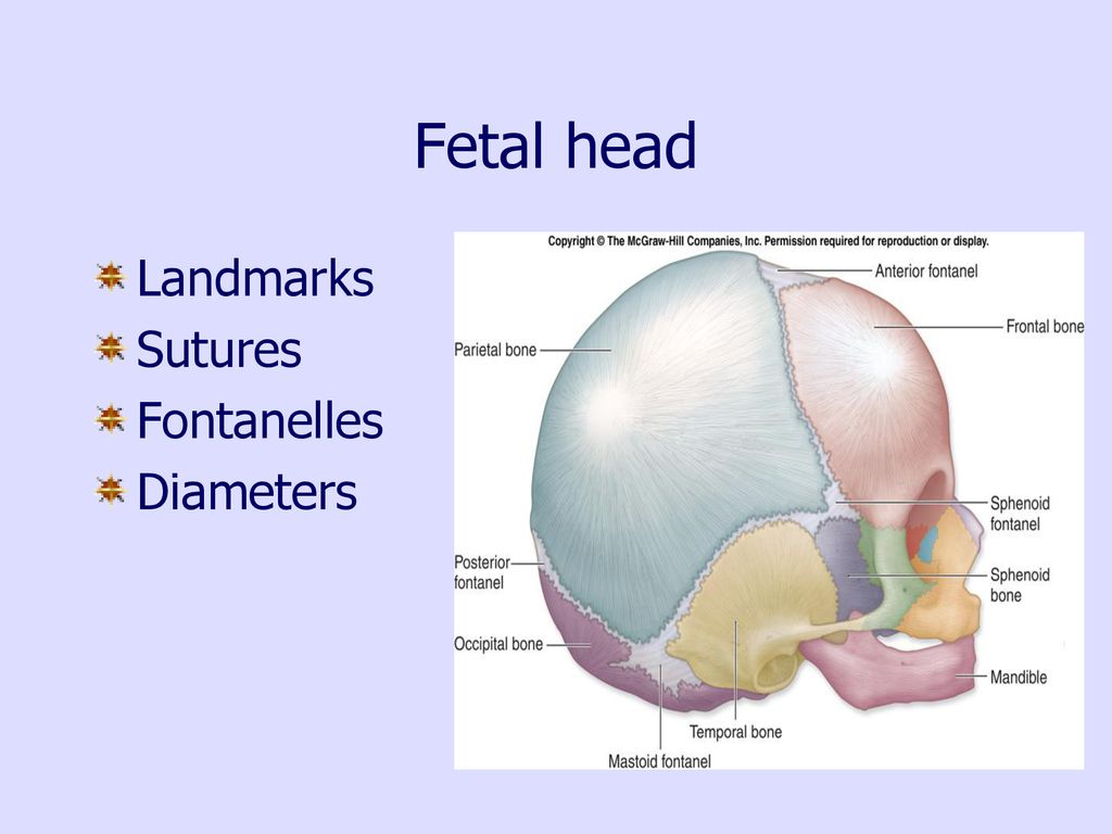 Fetal head Landmarks Sutures Fontanelles Diameters
