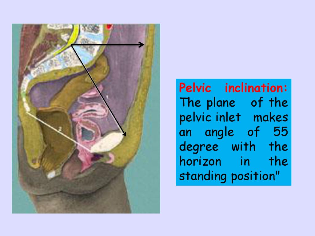 Pelvic inclination: The plane of the pelvic inlet makes an angle of 55 degree with the horizon in the standing position