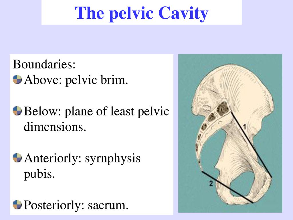 The pelvic Cavity Boundaries: Above: pelvic brim.