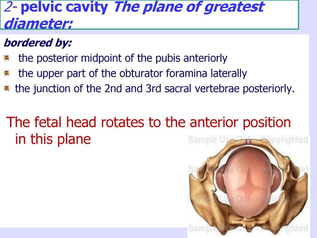 2- pelvic cavity The plane of greatest diameter: