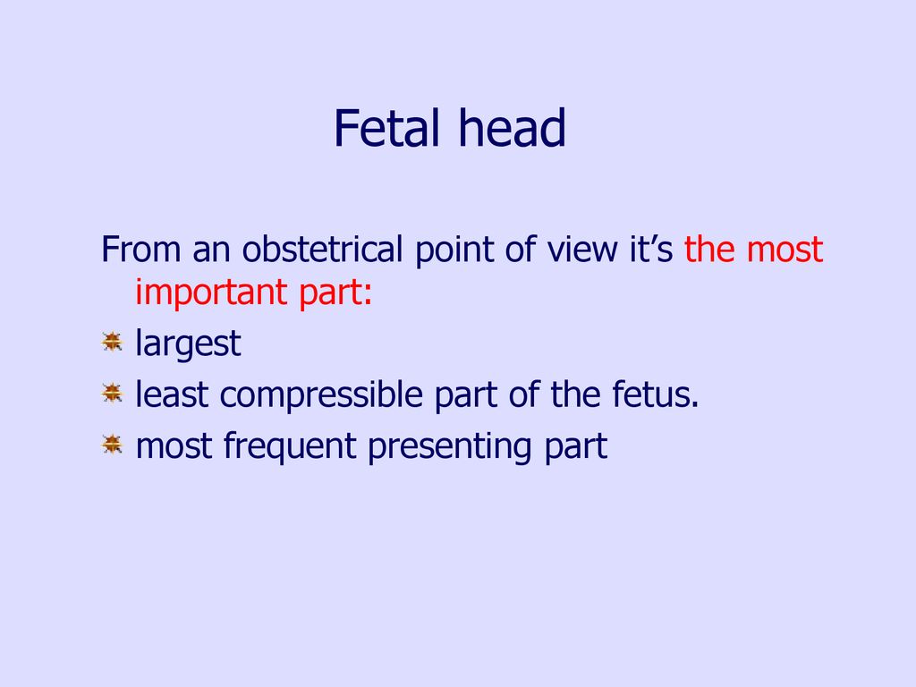 Fetal head From an obstetrical point of view it’s the most important part: largest. least compressible part of the fetus.