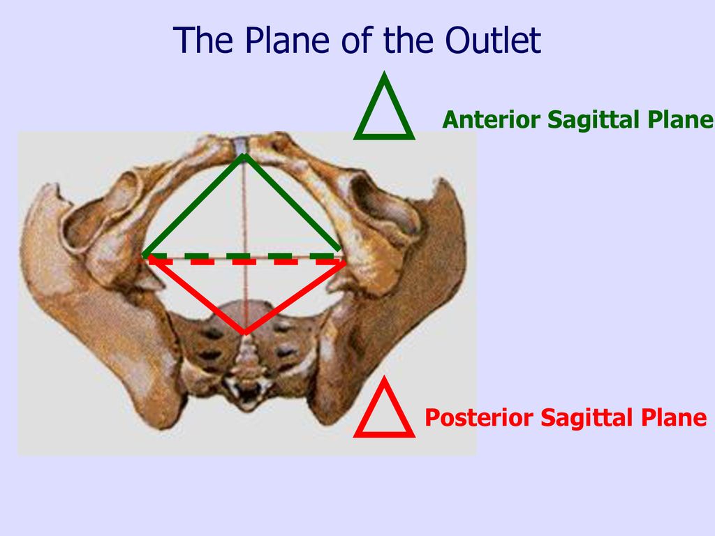 The Plane of the Outlet Anterior Sagittal Plane