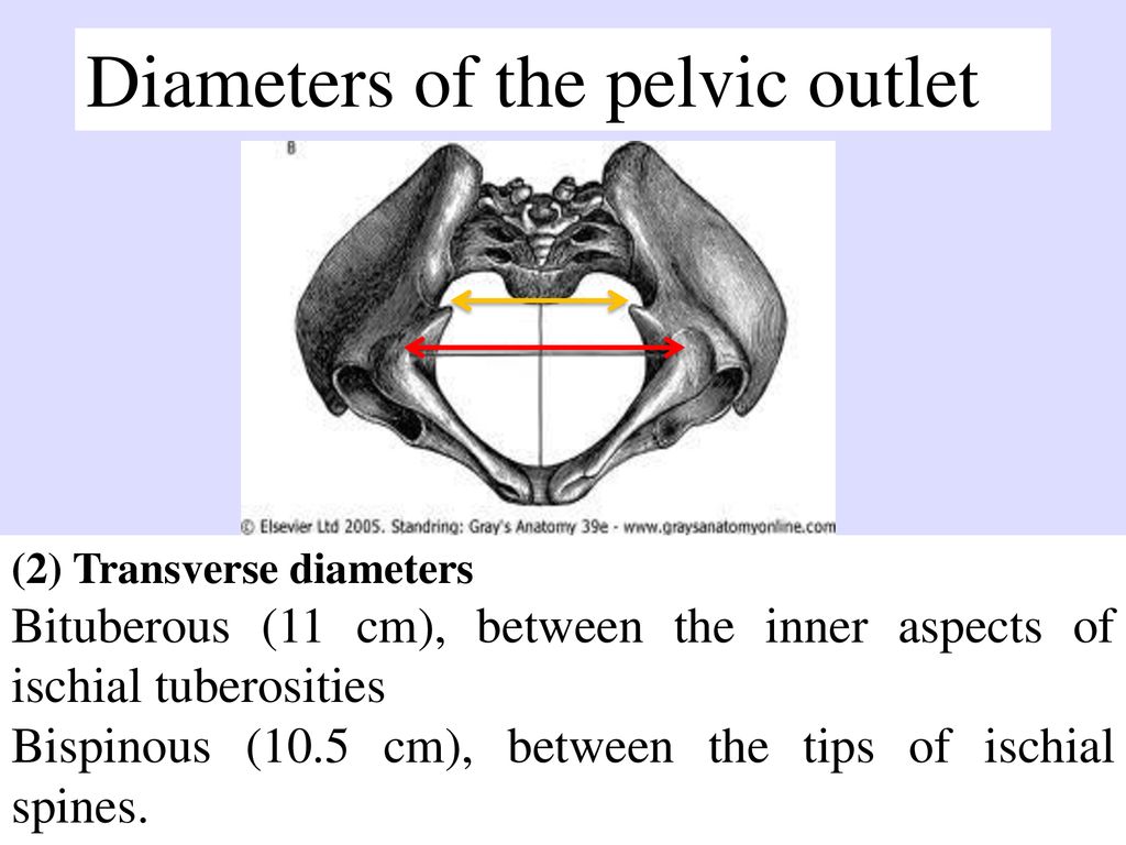 Diameters of the pelvic outlet