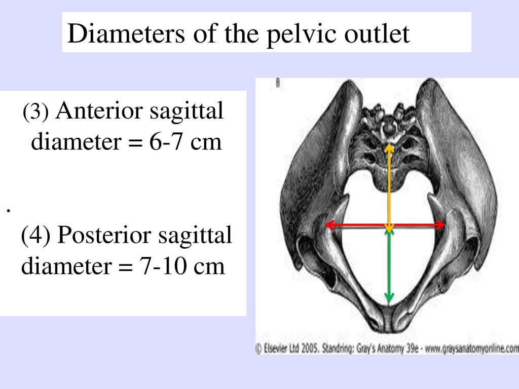 (4) Posterior sagittal diameter = 7-10 cm