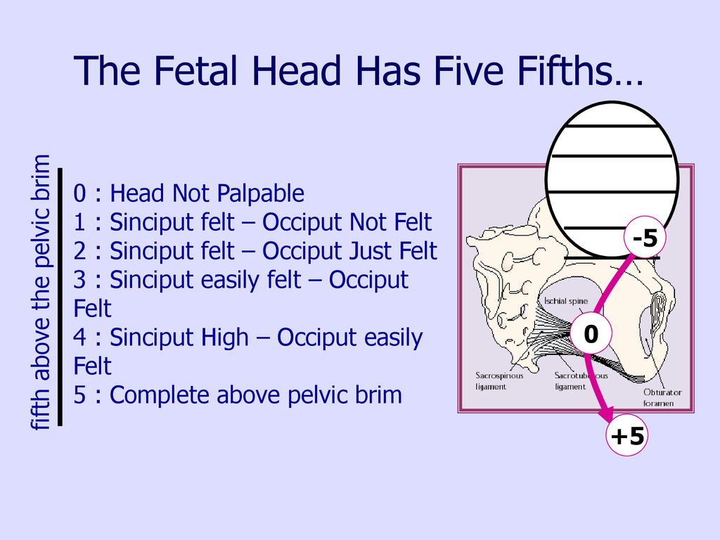 The Fetal Head Has Five Fifths…