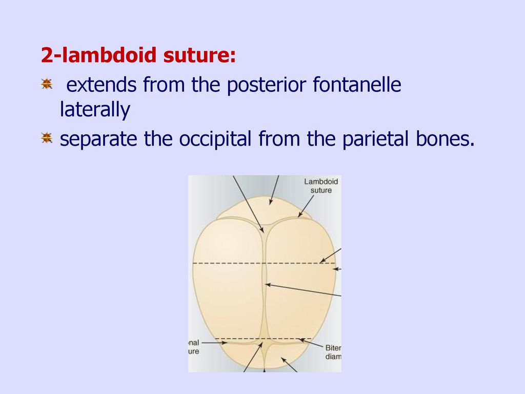 2-lambdoid suture: extends from the posterior fontanelle laterally.