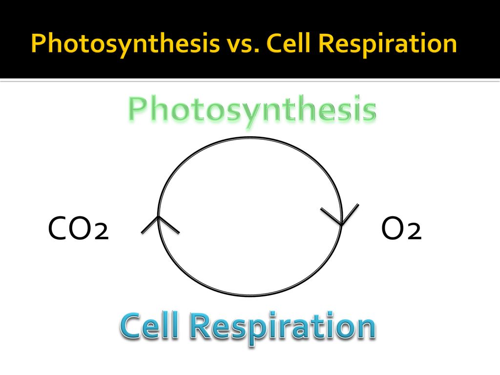 12/10/09 The Carbon Cycle. - ppt download