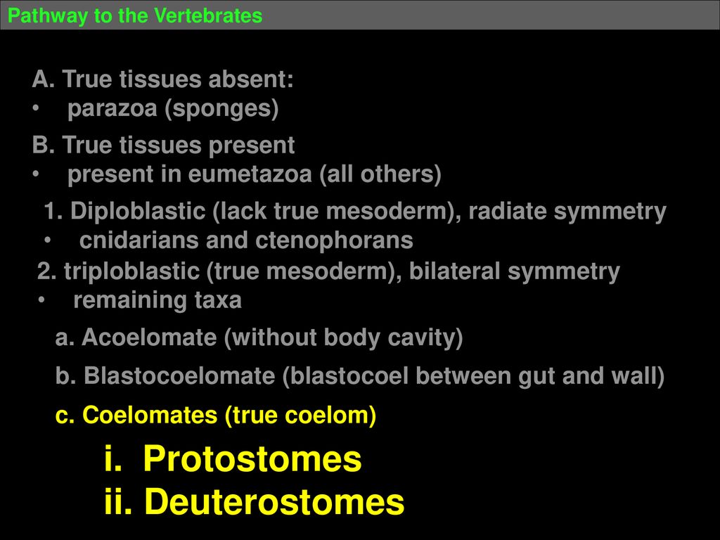 The Evolutionary Path To Vertebrates - ppt download