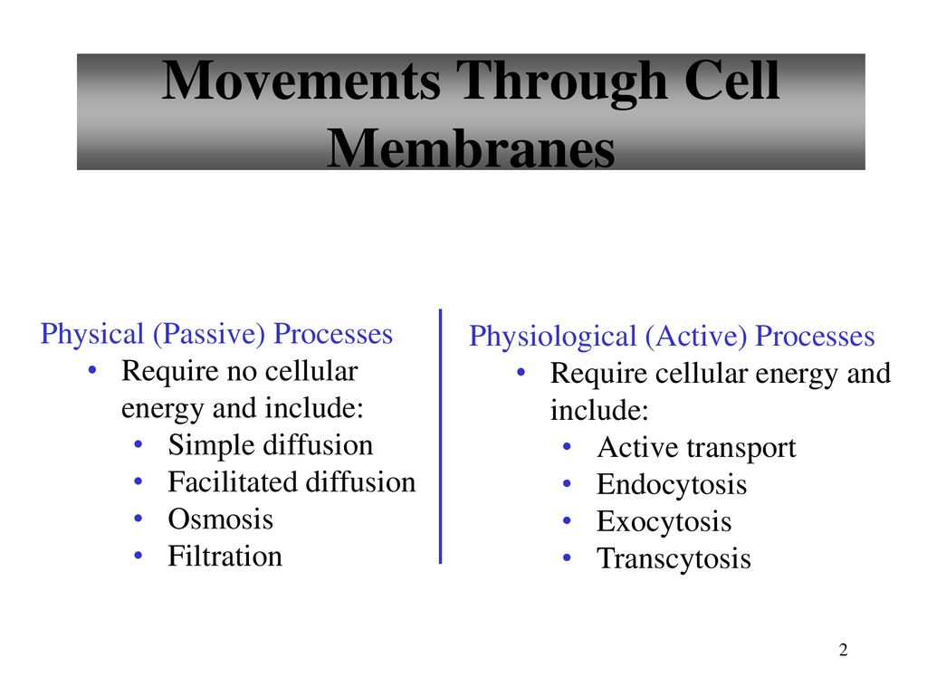 Movements Through Cell Membranes