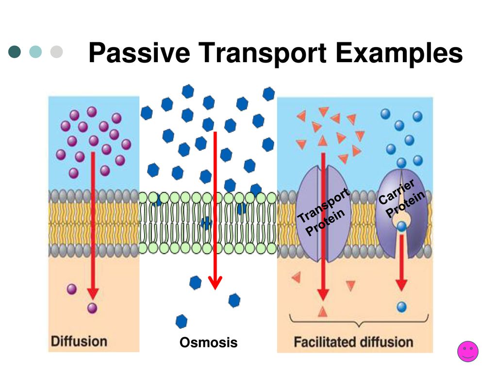 PASSIVE TRANSPORT One way cells maintain homeostasis is by controlling ...