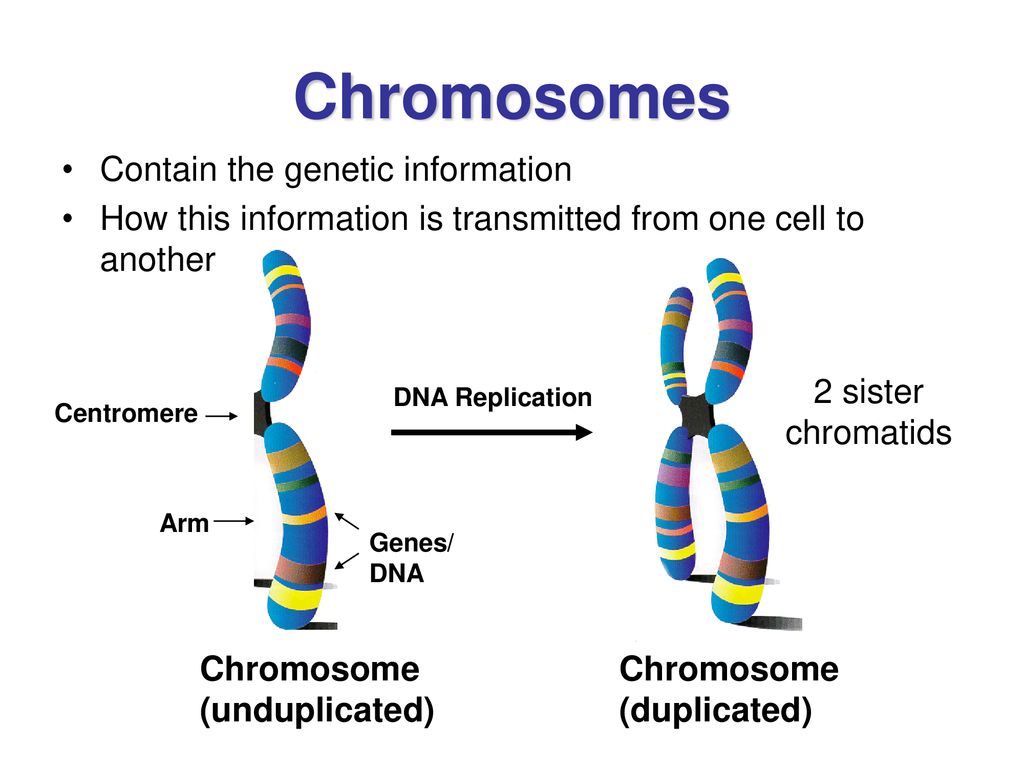 X хромосома какие. Хромосома. Игрек хромосома. Хромосома хромосомы. Как выглядит хромосома.