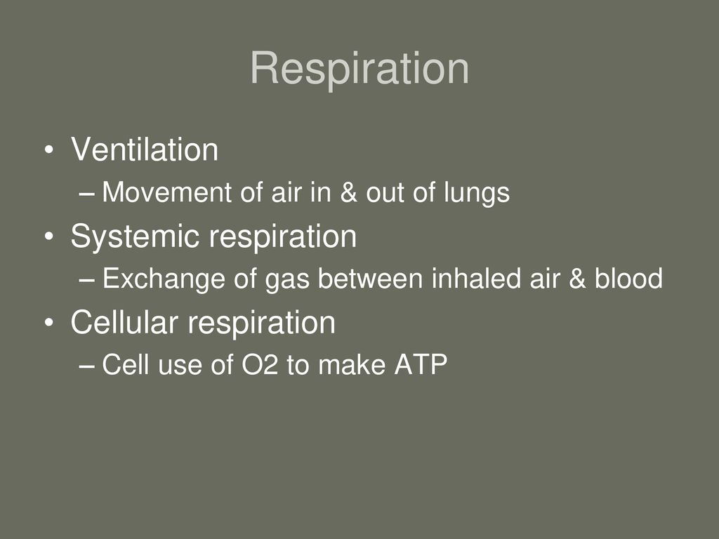 Respiratory System b Chapter ppt download