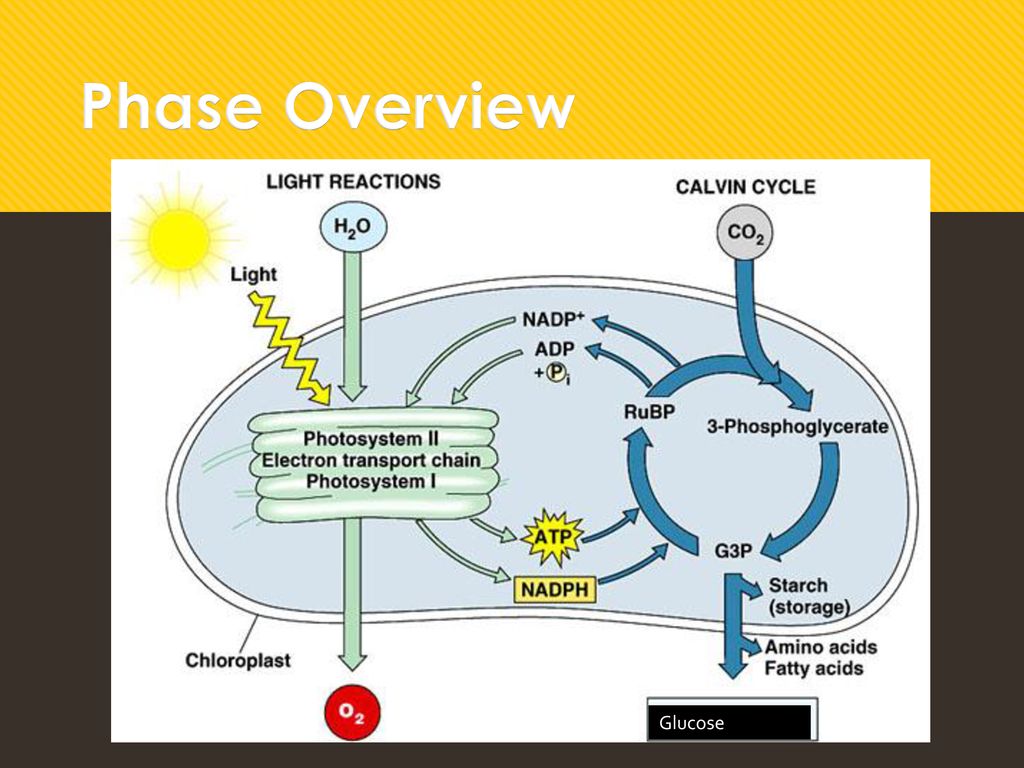 Phase Overview Glucose