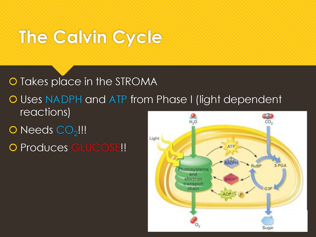 The Calvin Cycle Takes place in the STROMA
