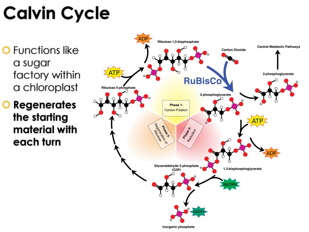Calvin Cycle Functions like a sugar factory within a chloroplast