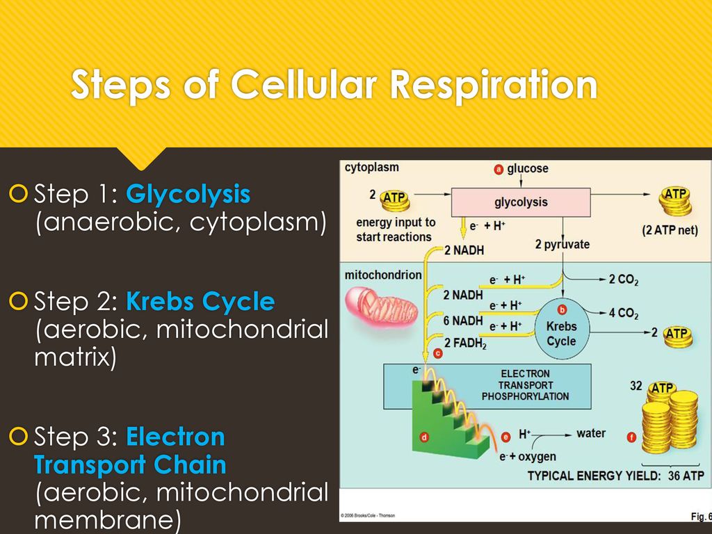 Steps of Cellular Respiration