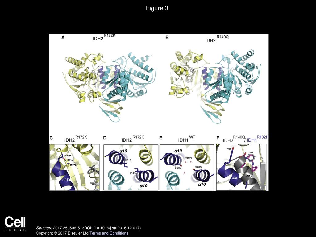 Figure 3 Intrinsic Stability of the IDH2 α10 Helix