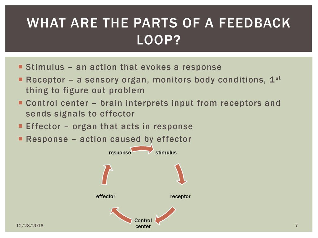 feedback-loops-12-28-ppt-download