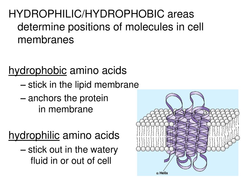 where are hydrophobic amino acids found where are hydrophobic amino acids found