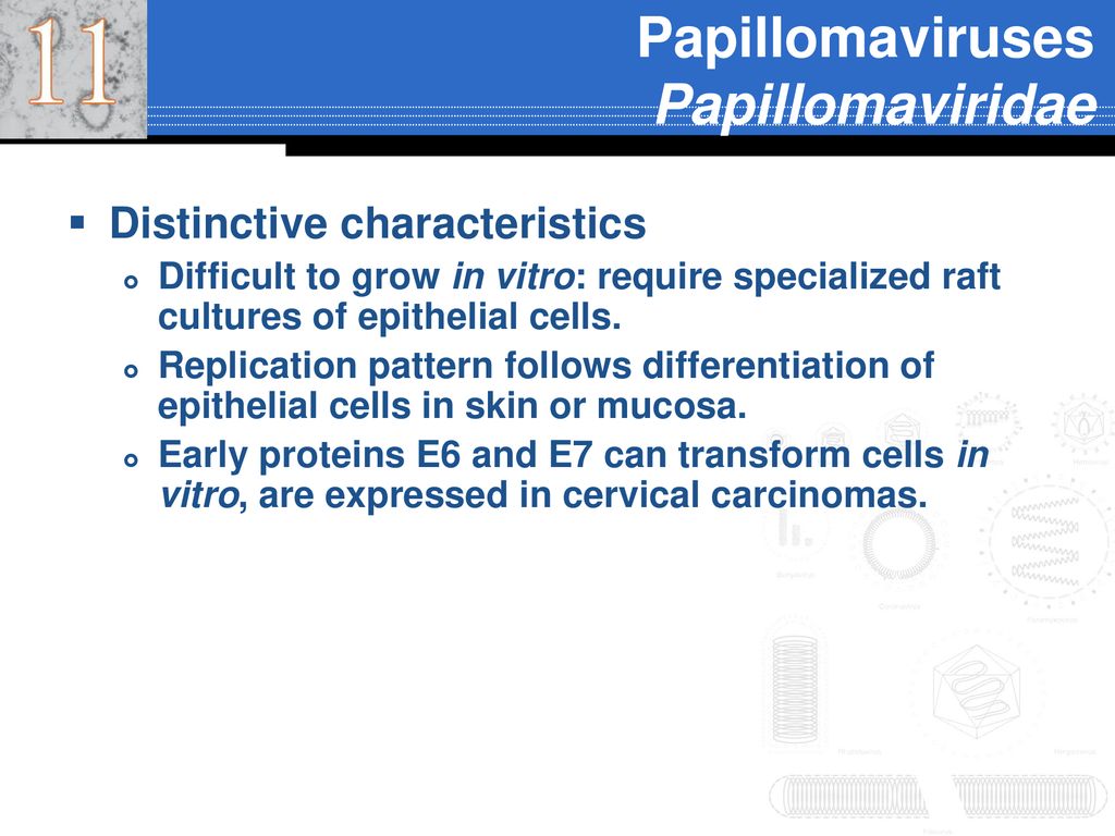 Papillomaviridae genome, Hpv genome organization - Molecular Virology of Human Pathogenic Viruses
