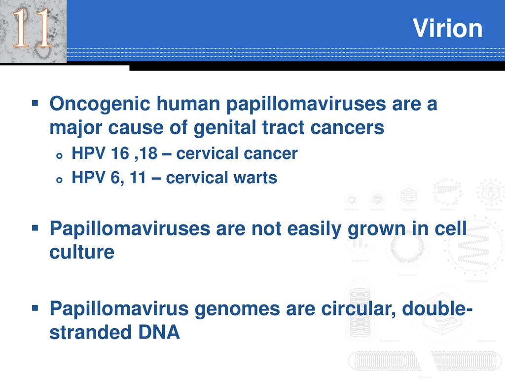 papillomavírus dna