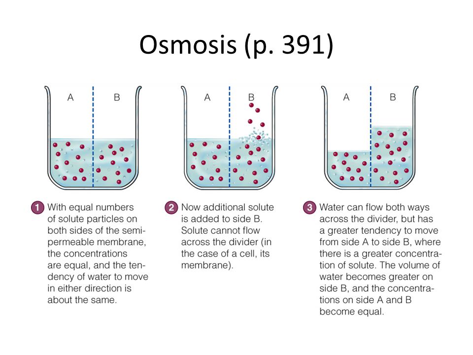 Osmosis (p. 391)