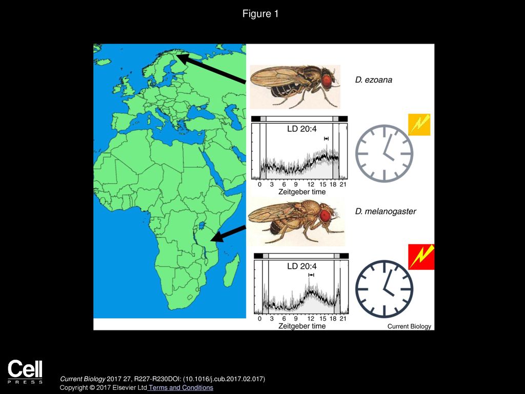 Figure 1 Less robust, less photosensitive circadian clocks in northern Drosophilids.