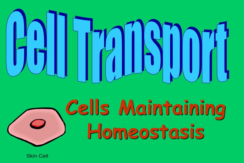 Cells Maintaining Homeostasis - Ppt Download