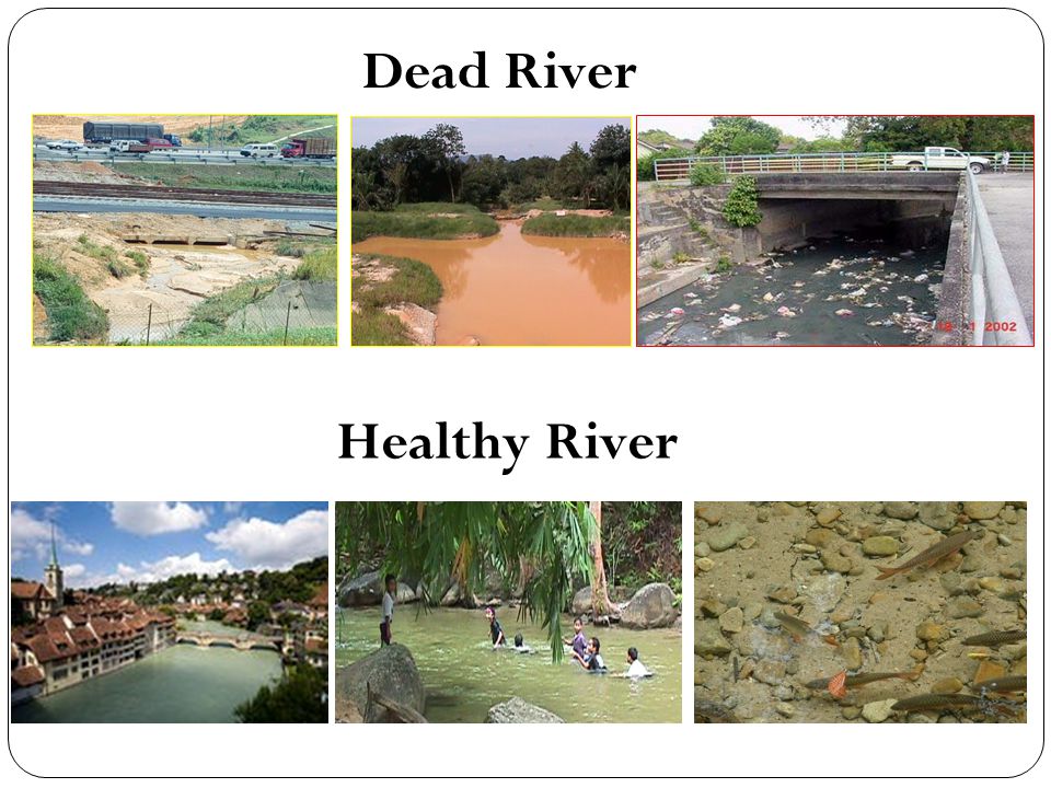Dead River Healthy River